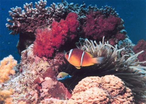 The colour of the coral tells marine biologists much they need to know &copy; SW